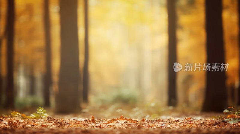 秋天唯美树林逆光场景