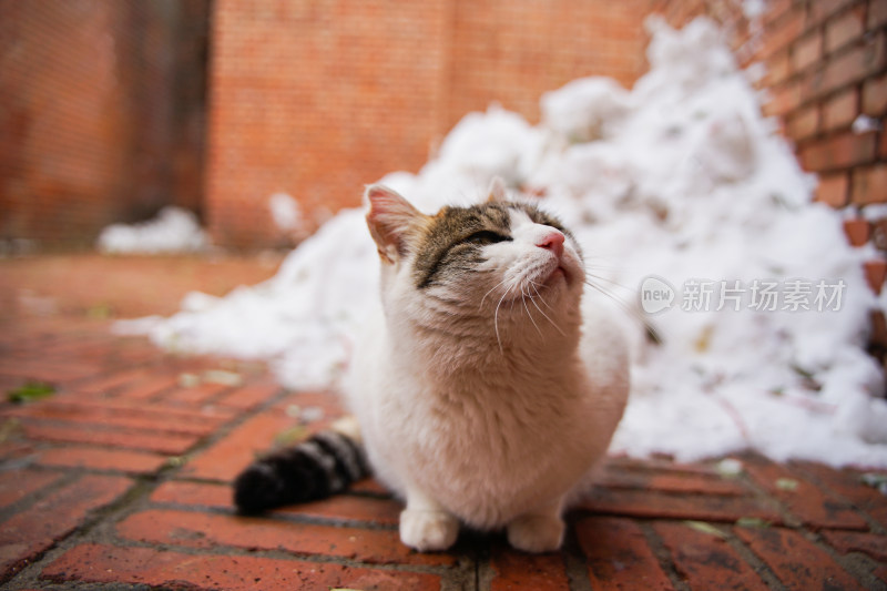 户外猫冬季雪堆地面墙角