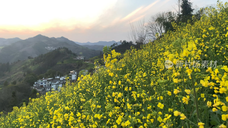 春天里的油菜花田