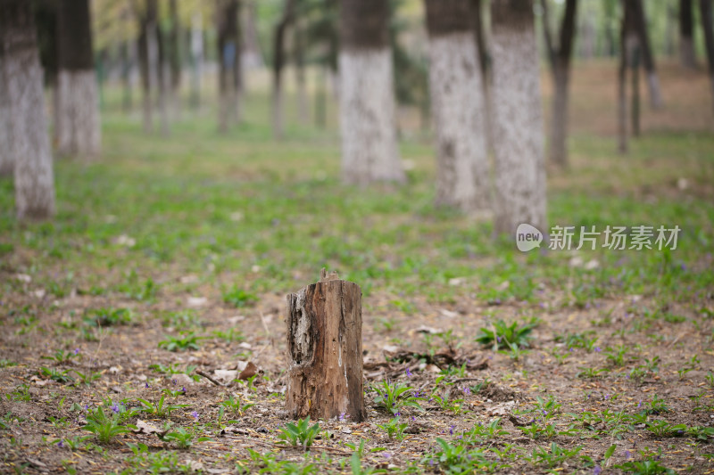 树林中被砍掉树后留下的树桩