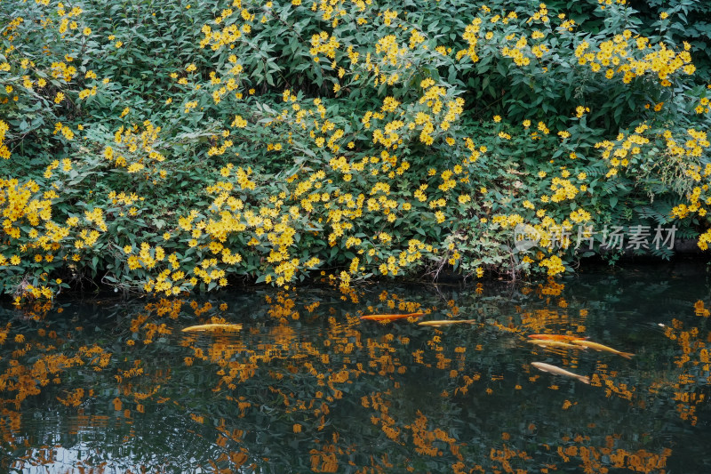 北京圆明园公园盛开的菊花