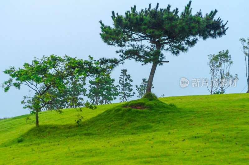 绿油油的草地上长出几棵松树