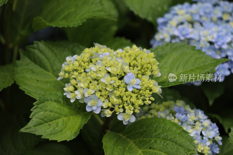 夏天盛开的蓝色绣球花特写