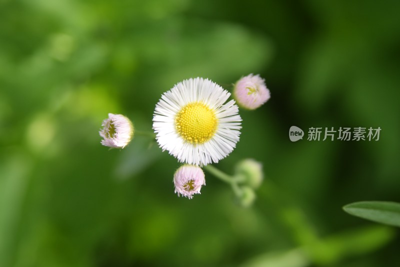 粉白小菊花