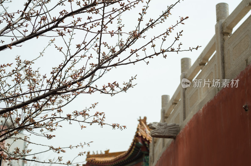 青岛观音寺，墙外桃花盛开