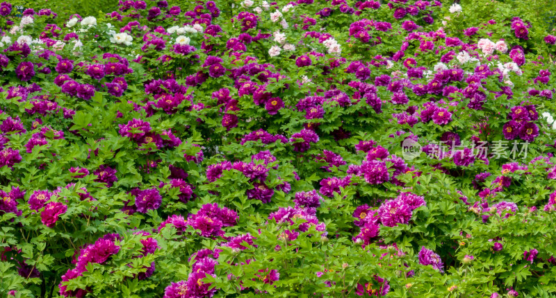 洛阳公园里盛开的大片牡丹花