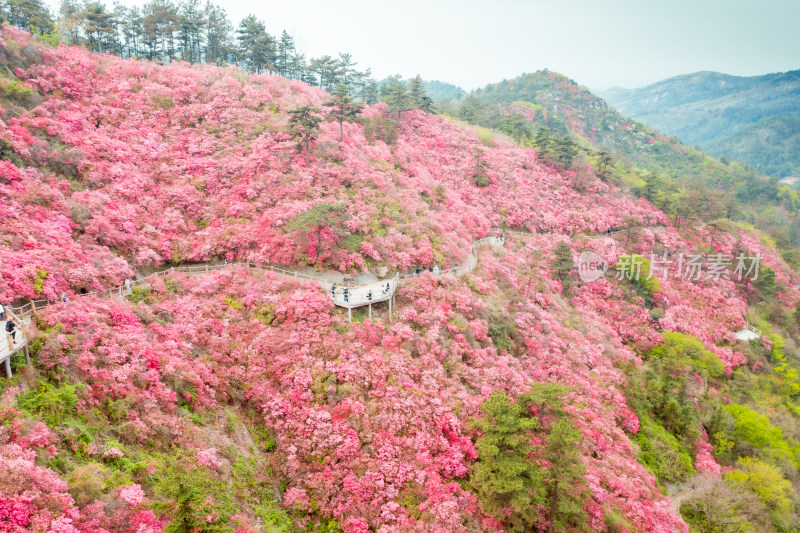 湖北云雾山杜鹃花