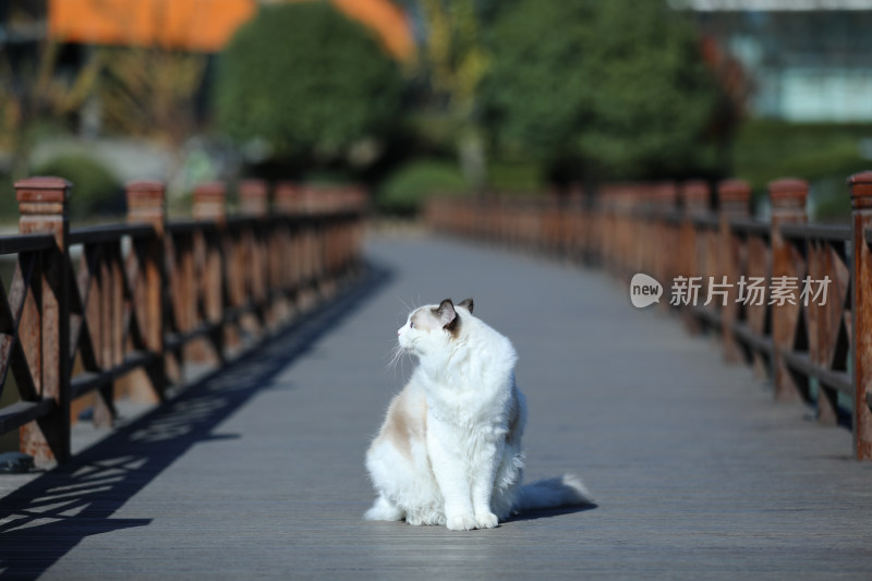 坐在栈道上的猫