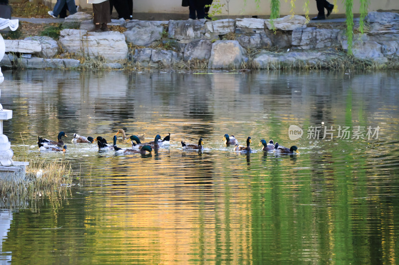 池塘中群鸭戏水场景