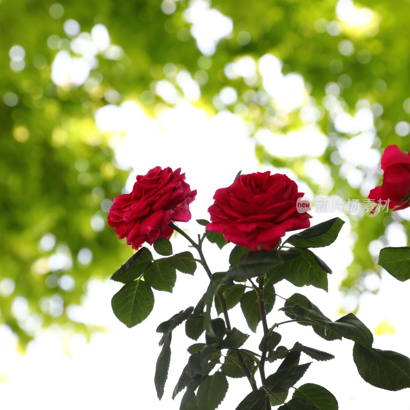 月季花玫瑰花