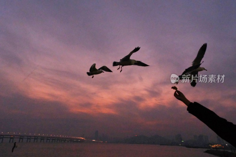 大连黄昏时的海鸥