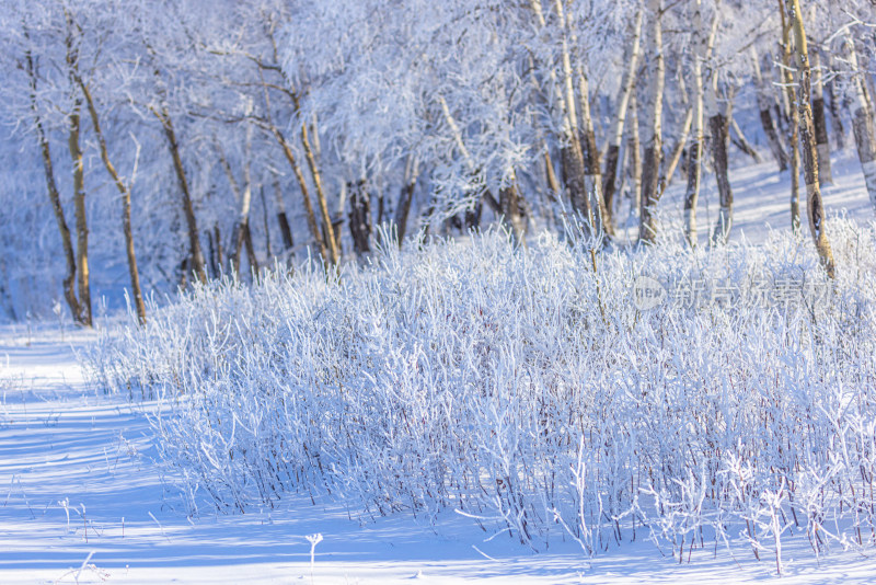 冬天雾凇树挂雪景雪林森林