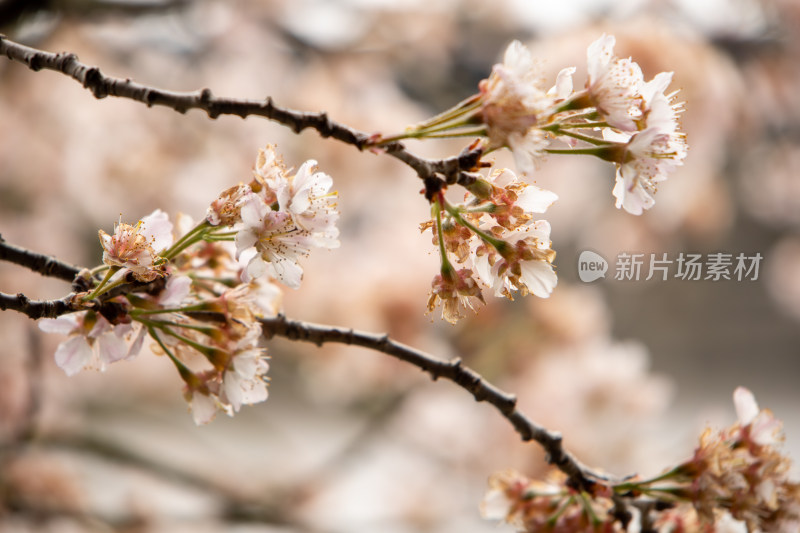 春日樱花烂漫枝头鲜花盛开