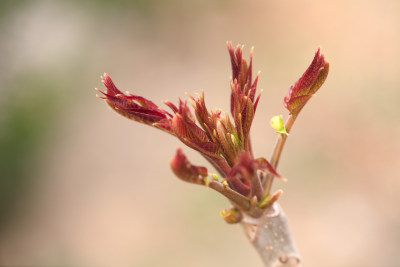 香椿嫩芽