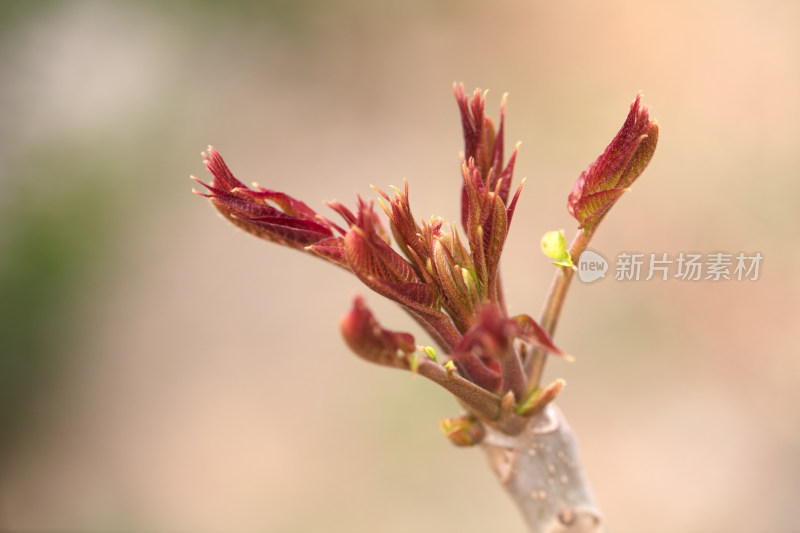 香椿嫩芽