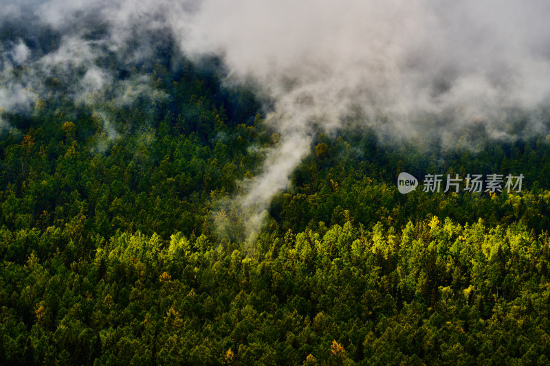 航拍晨雾中的原始森林