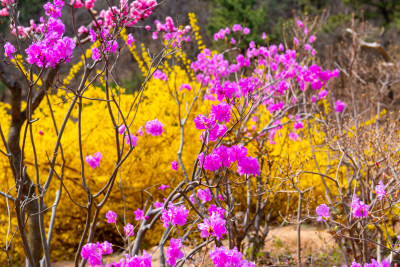 青岛大珠山杜鹃花风光