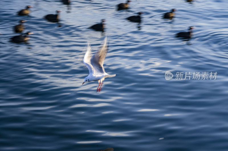 云南丽江泸沽湖海鸥水鸟野生动物