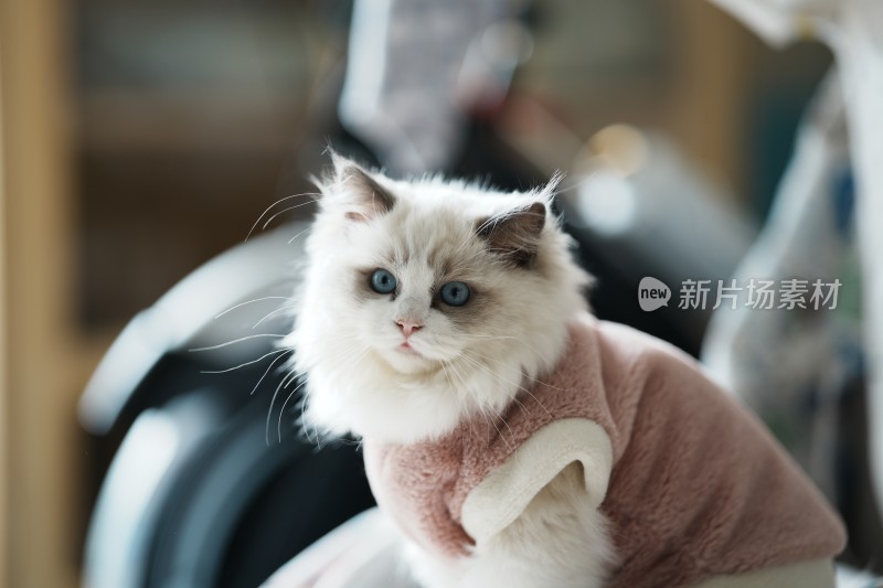 家里穿的衣服的小奶猫