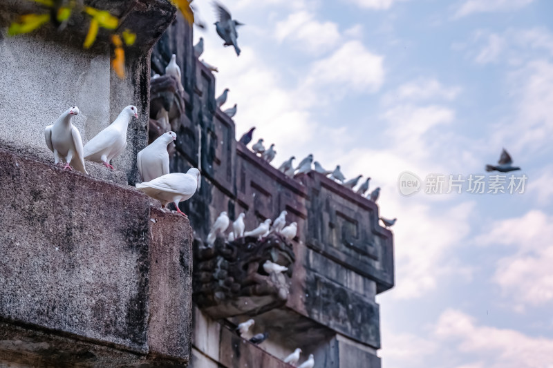 南京钟山风景名胜区音乐台白鸽风景