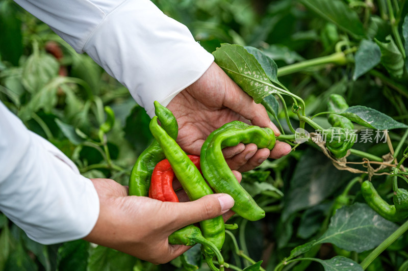 蔬菜种植大棚里正在采摘青辣椒