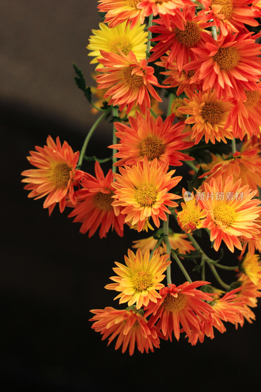 菊花鲜花实拍素材