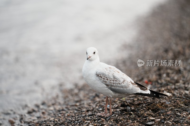 大雁  海鸥