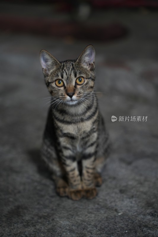 可爱猫咪