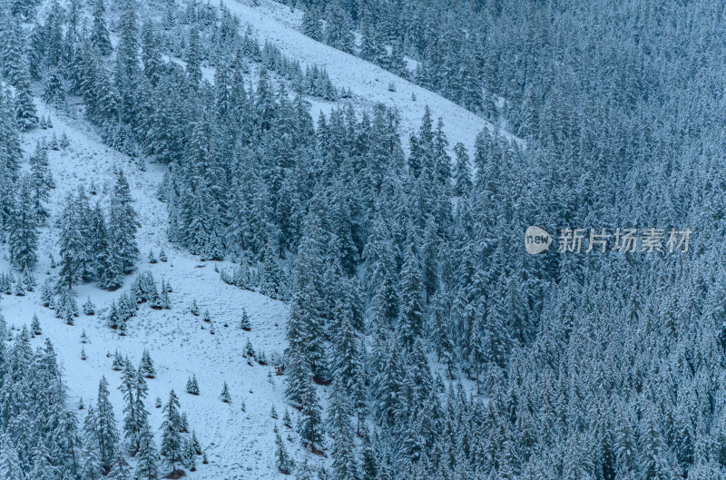 青海祁连卓尔山树林自然唯美雪景风光