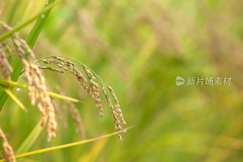 中国主食之一的稻米生长在田地里