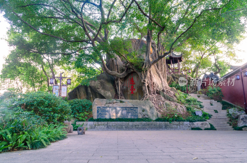 亚洲中国福建省福州市九仙山大榕树和平远台