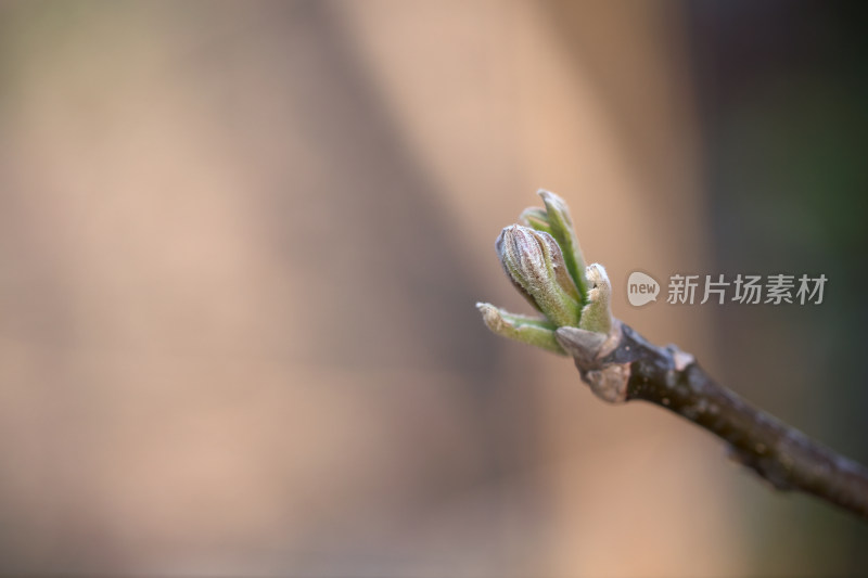 春季的嫩芽