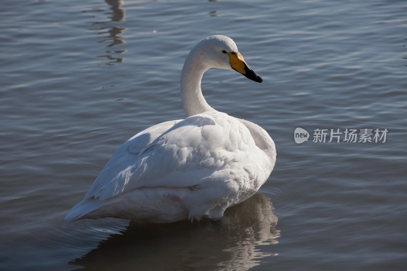 山东 烟台 烟墩角