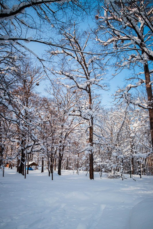 积雪覆盖树林中带小屋的冬日景象