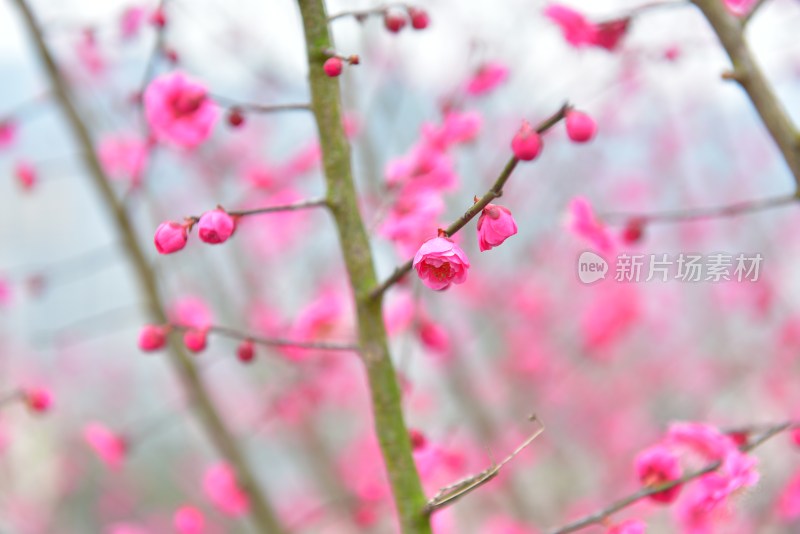 粉色梅花特写