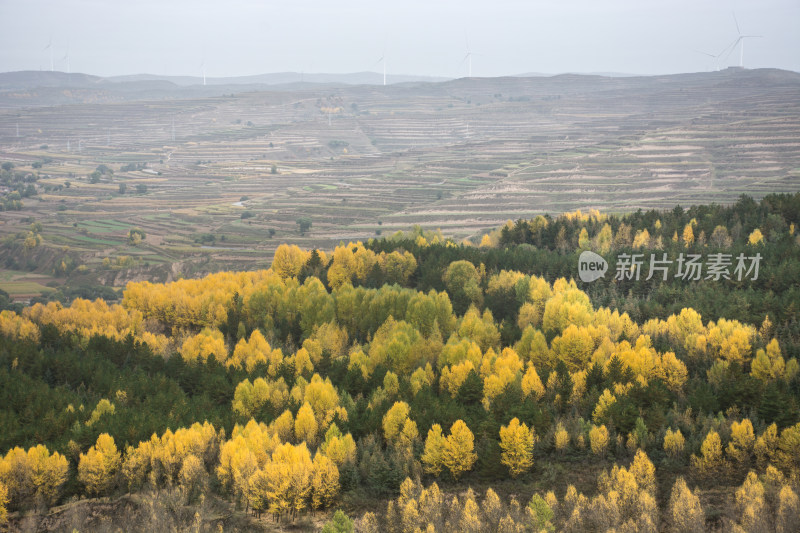 秋天山区林场金黄的树木层林尽染