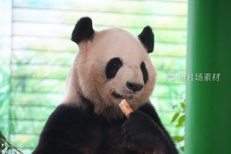 大熊猫坐卧进食竹子