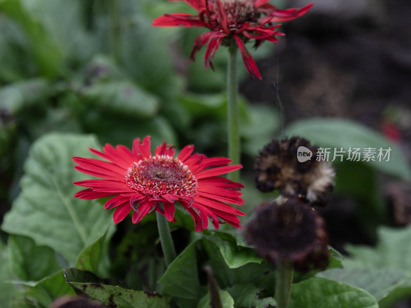 花，菊花，非洲菊，花朵，美丽的花