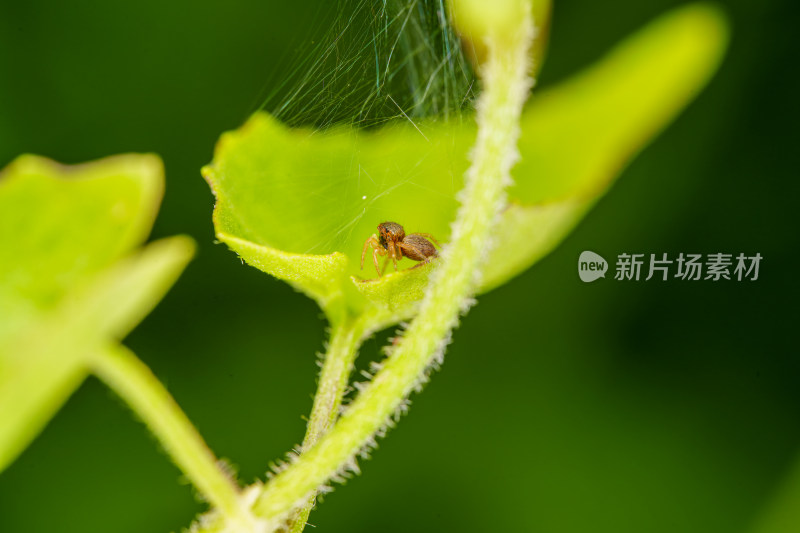 绿叶上的跳蛛