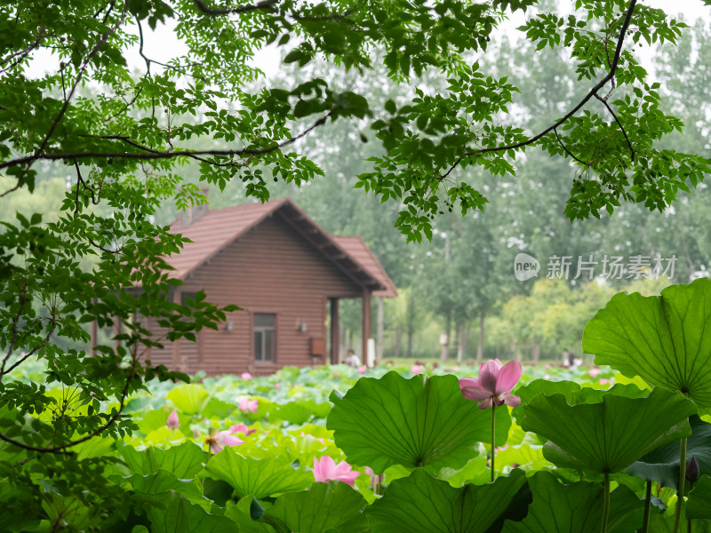 夏天公园荷塘绿色环境