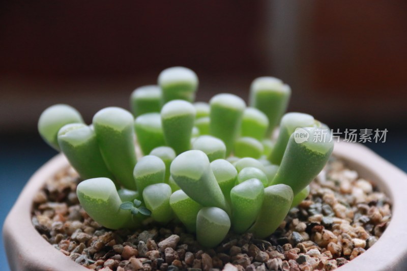 多肉植物盆栽盆景绿色植物