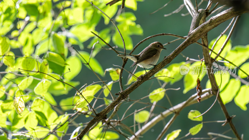 红喉姫鹟（Ficedula parva）