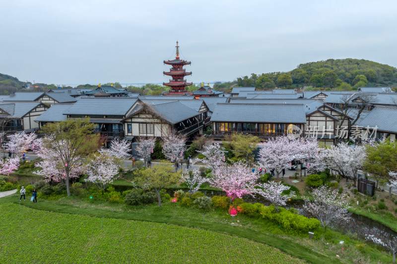 江南无锡拈花湾禅意小镇夜景樱花