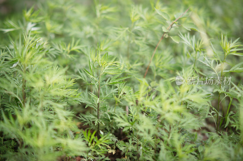 生长旺盛的小叶艾草