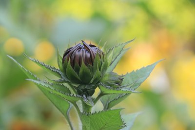 向日葵花 向日葵花蕾 花苞 