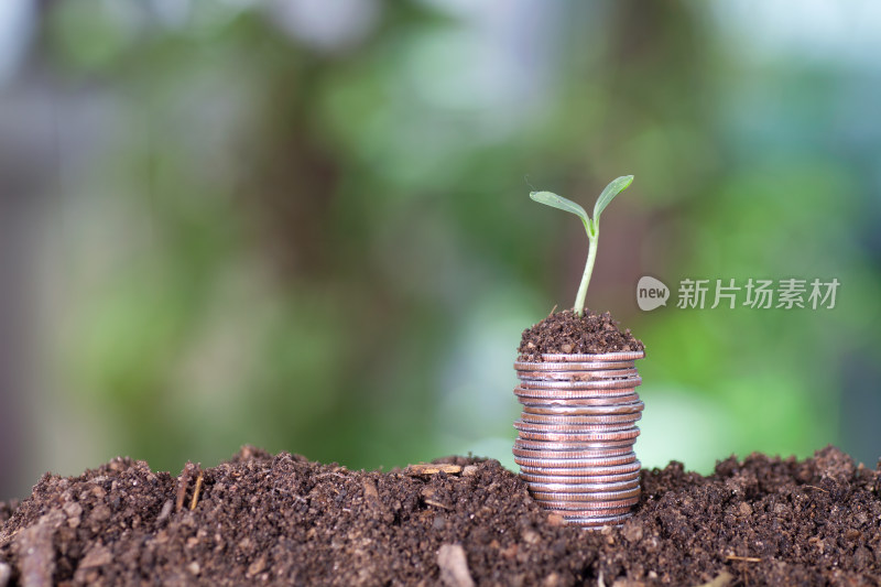 土壤上一摞美元硬币和硬币上一个破土的嫩芽