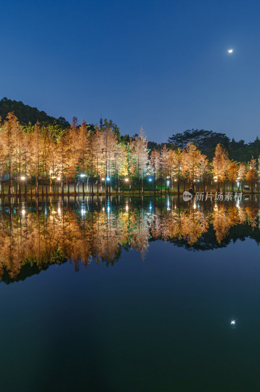 佛山千灯湖南海活水公园落羽杉红叶夜景灯光