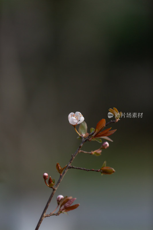 杭州钱塘江畔绽放的粉色李花特写