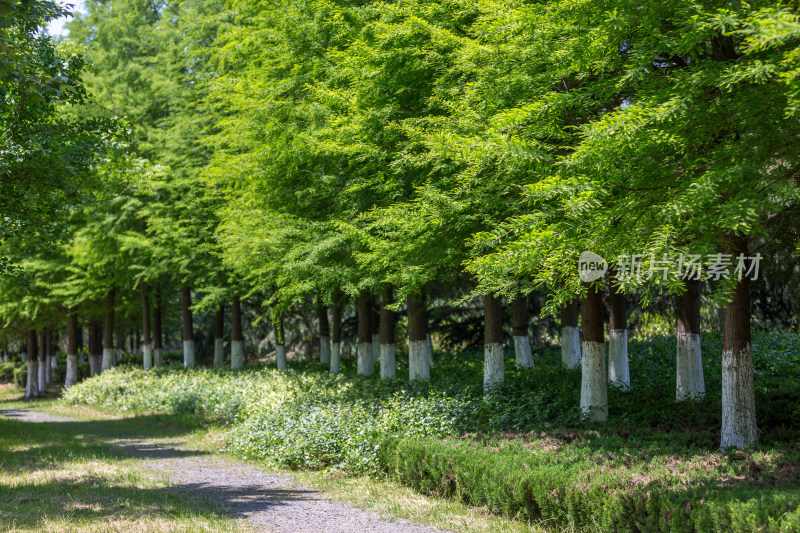 初夏公园树林光影