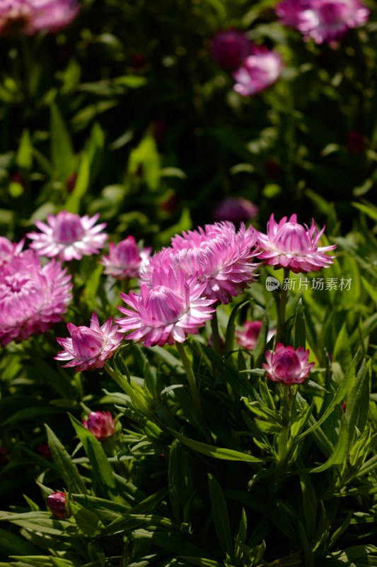 厦门园博苑郁金香花展上的蜡菊